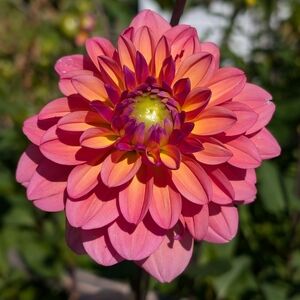 Great Silence Dahlia - Decorative Dahlia Single Tuber
